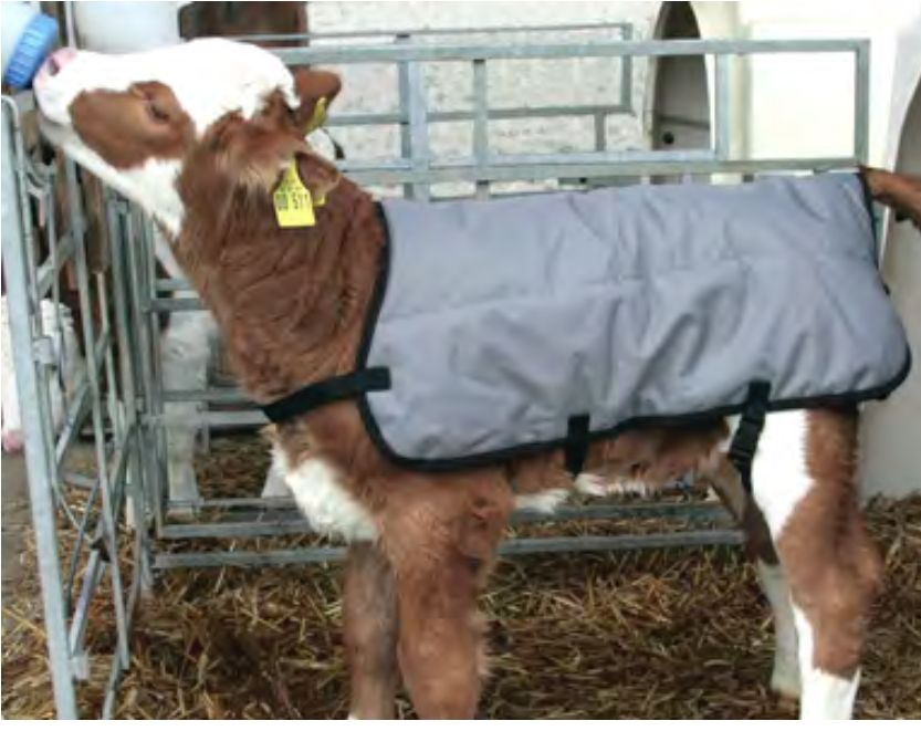 Standard Calf Jacket